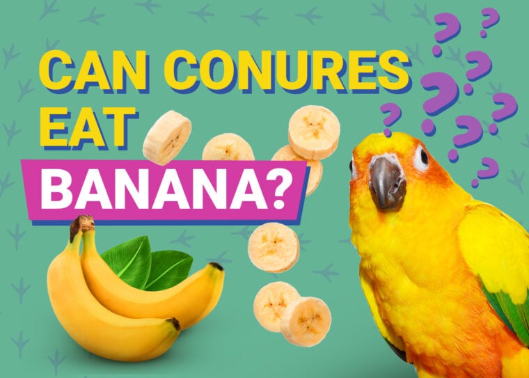 PetKeen_Can Conures Eat banana