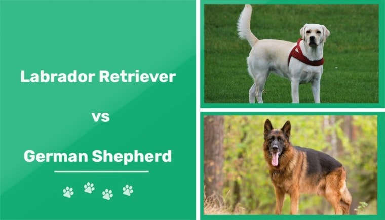 labrador retriever vs golden shepherd