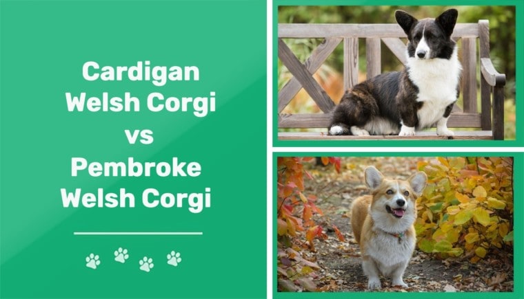 Cardigan Welsh Corgi vs Pembroke Welsh Corgi