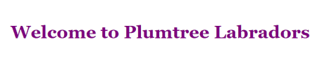 Plumtree Labradorss