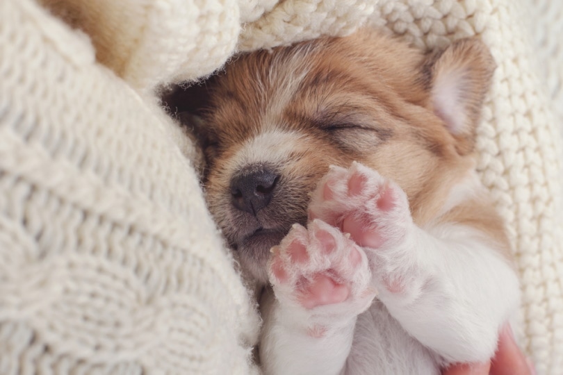 Puppy sleeping with paws up