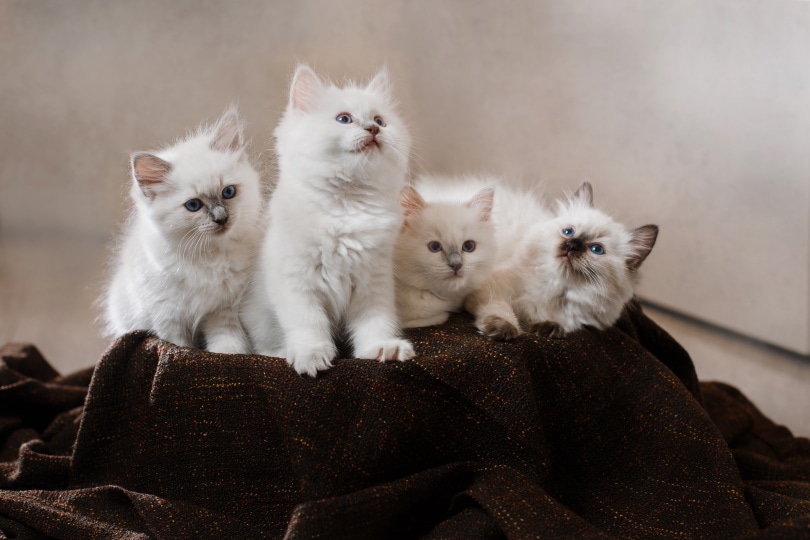 Texas Ragdoll Kittens – Ragdoll Kittens for Sale Justin Texas