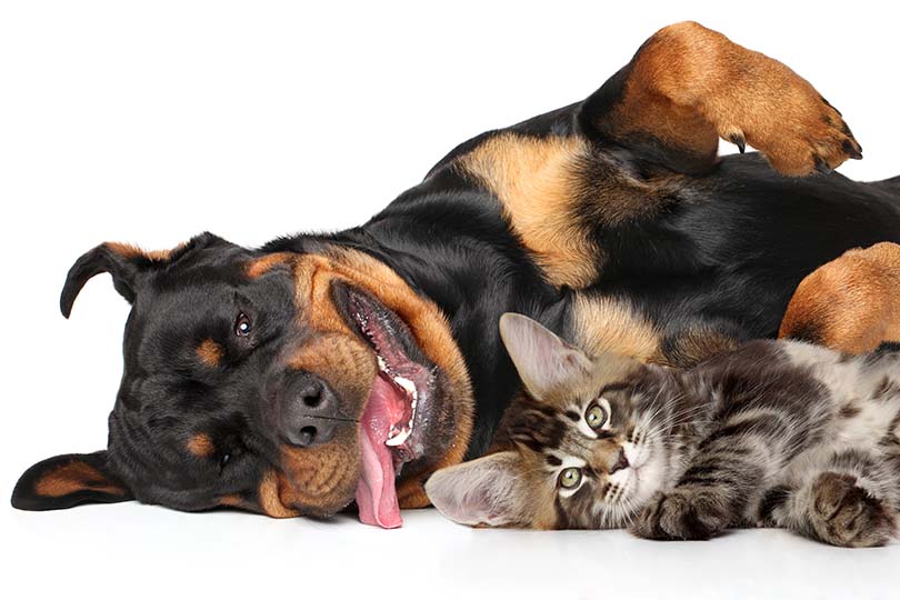 are rottweiler puppies good with cats