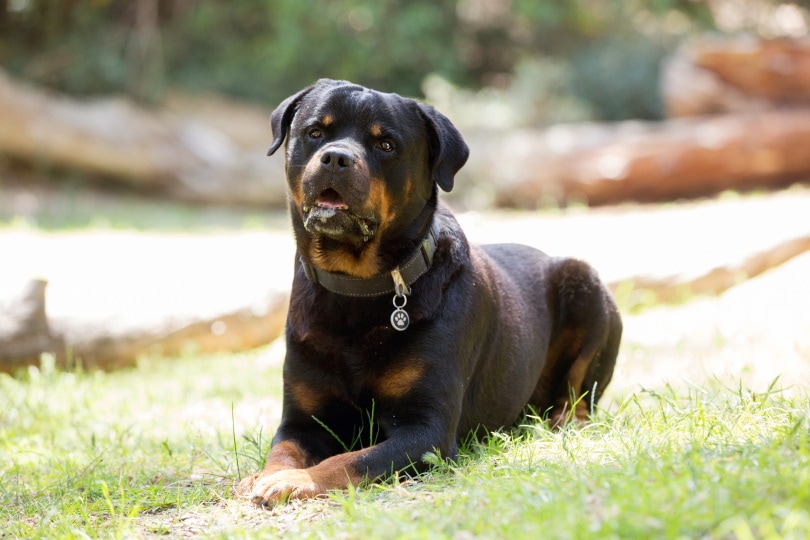 3 Types of Rottweiler Dog Breeds: An Overview - Pet Keen