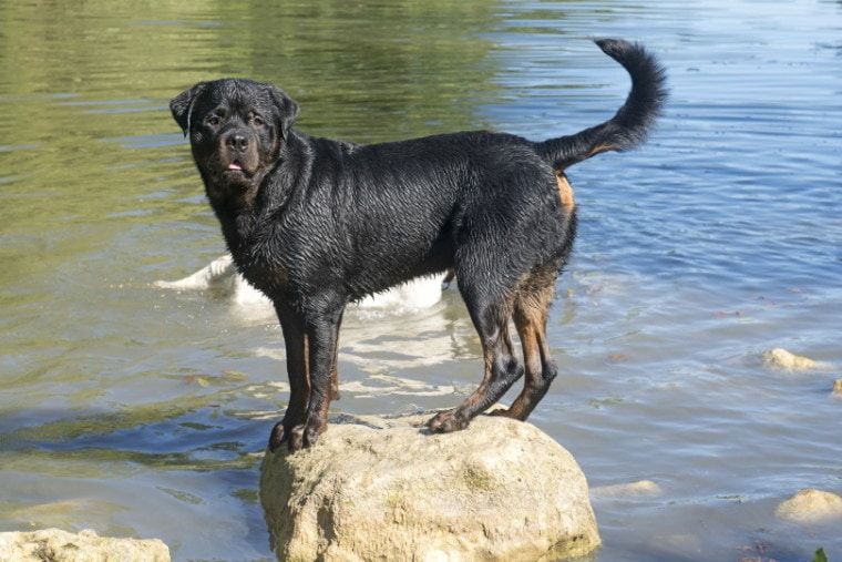 Rottweiler standing on rock_