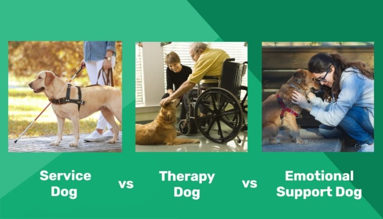 Service Dog vs. Therapy Dog vs. Emotional Support Dog