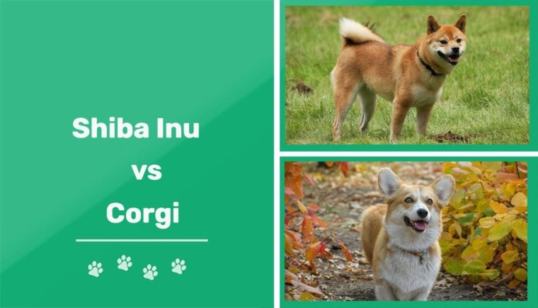 Shiba Inu vs Corgi Breed Comparison