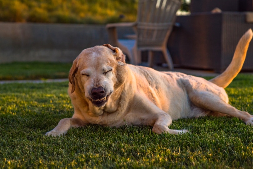 Sneezing dog on lawn
