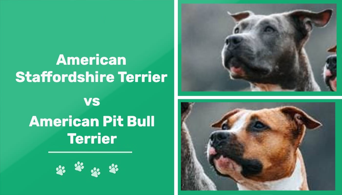 staffordshire terrier vs american pitbull terrier