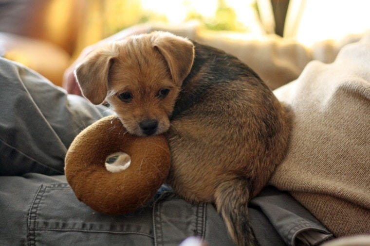 Terrier puppy with toy donut