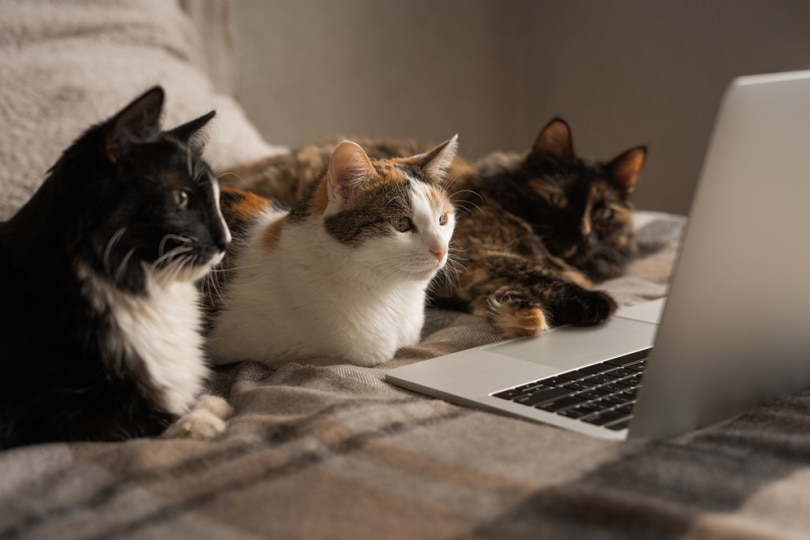 Three cats look at laptop
