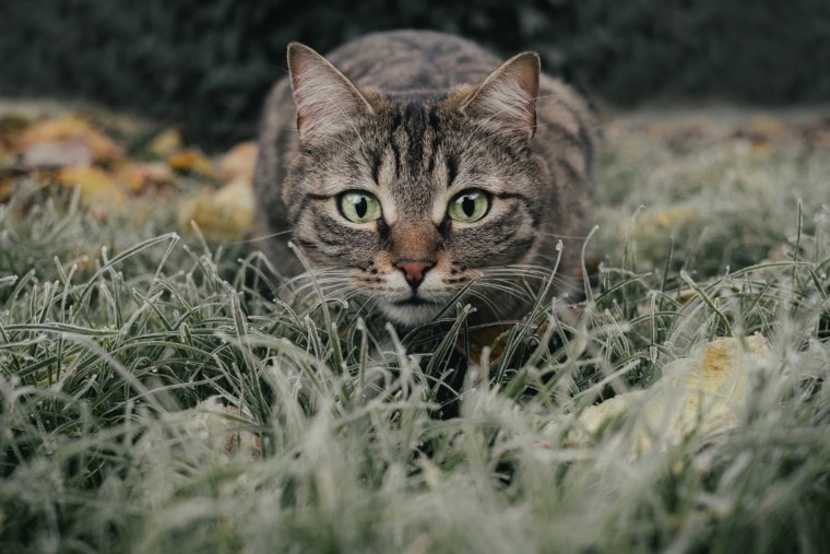Tiger cat on the grass
