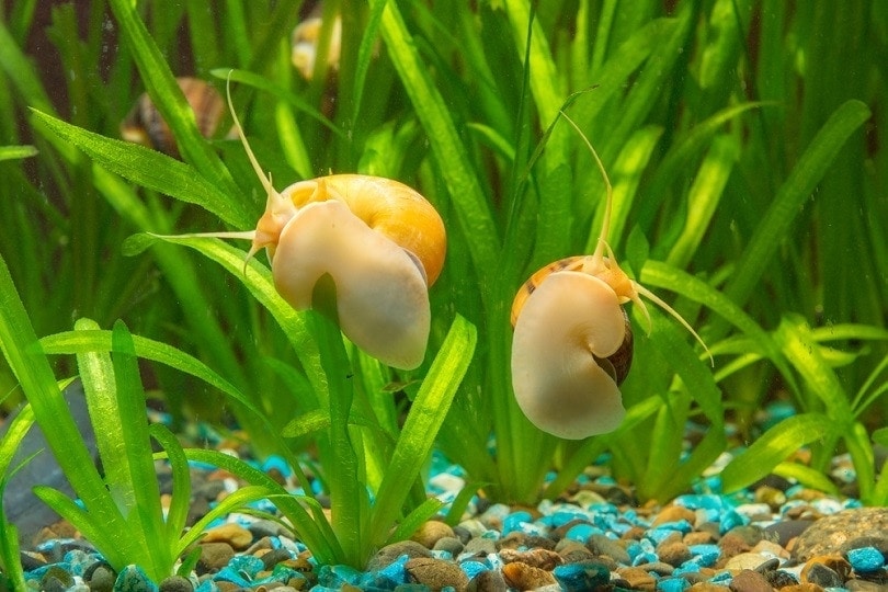Two snails- Ampularia yellow and brown striped