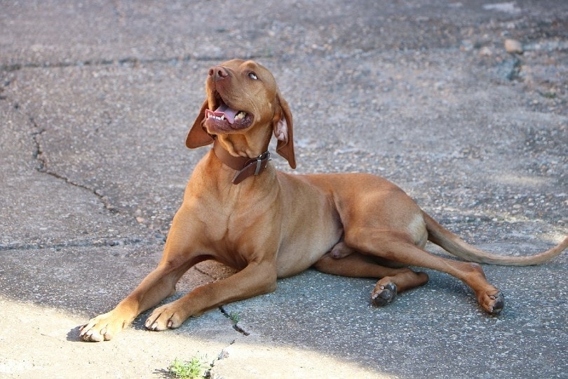 Vizsla lying on the ground looking up