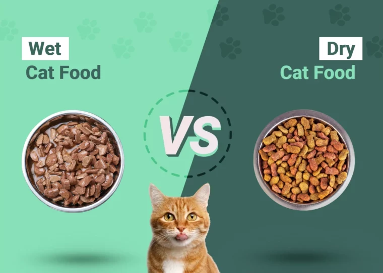 Wet vs Dry Cat Food - Featured Image