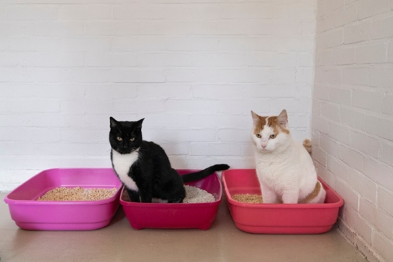 White-and-ginger-cat-and-black-and-white-cat-sitting-on-a-litter-tray