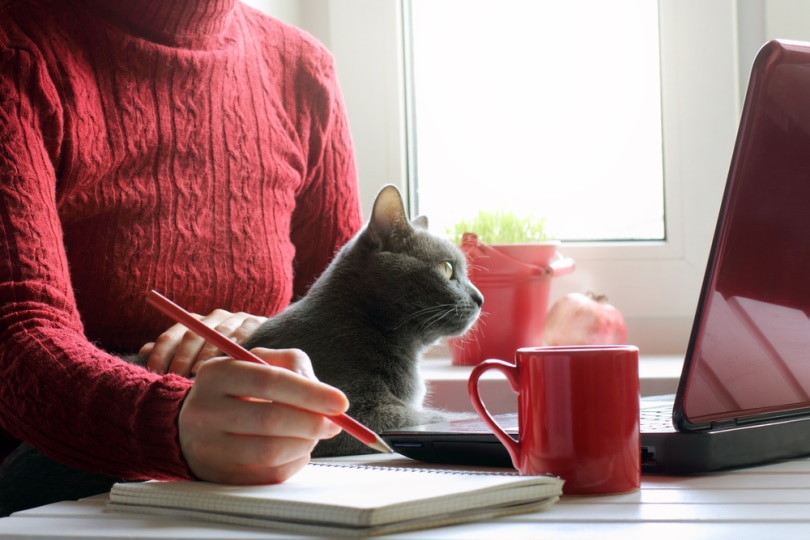 Woman working with a cat on her lap