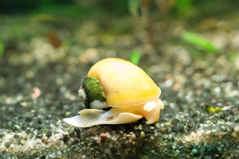 Yellow apple snail with shell covered with green algae