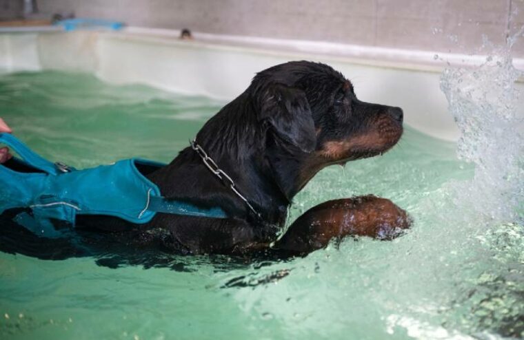 a young rottweiler dog wearing a blue life vest swimming in the pool