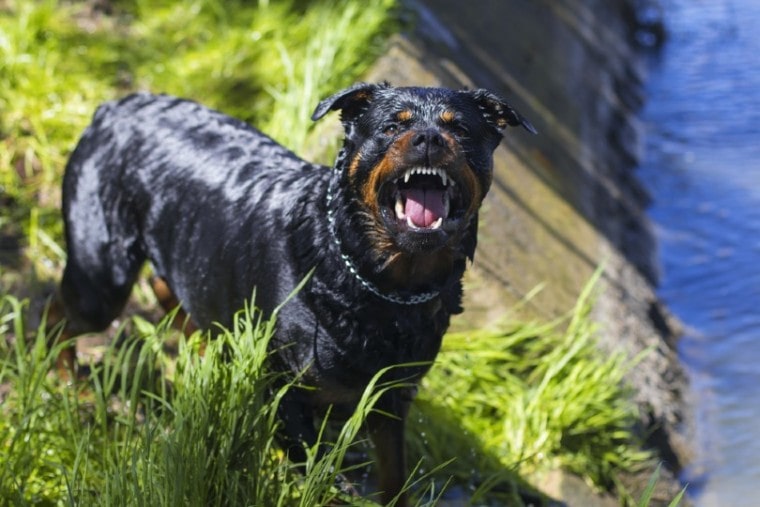 angry rottweiler