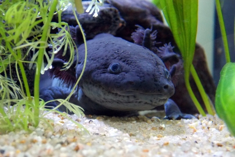 axolotl close-up