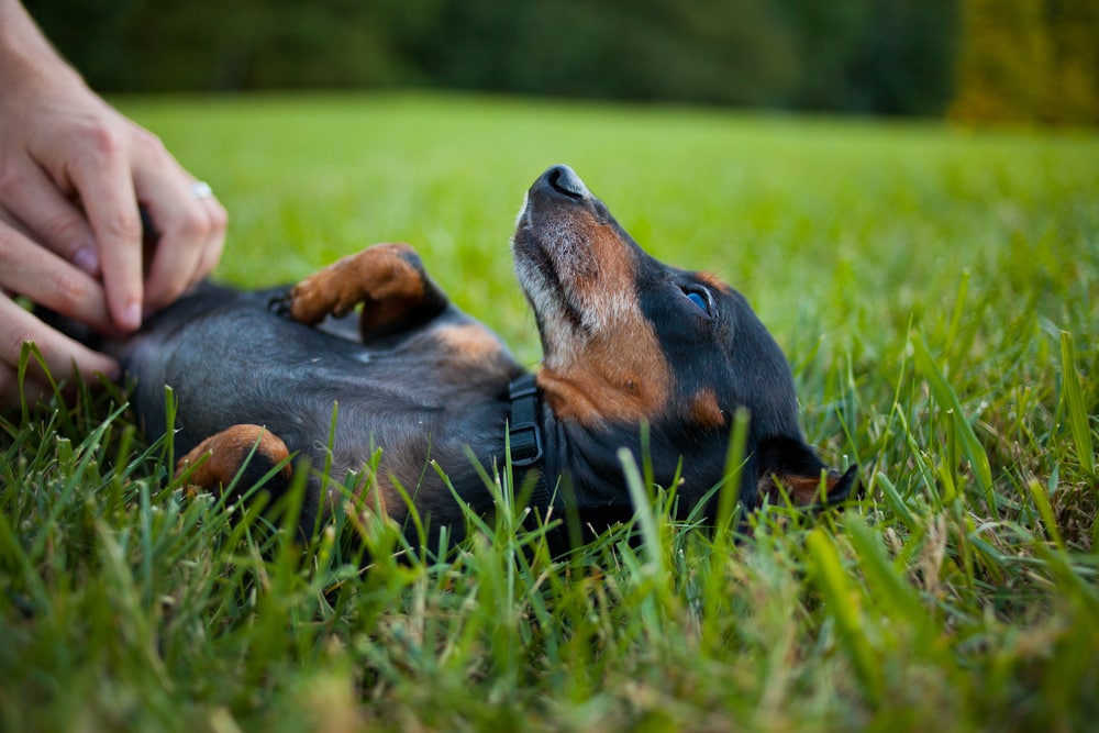 dachshund enjoying belly rub on grass