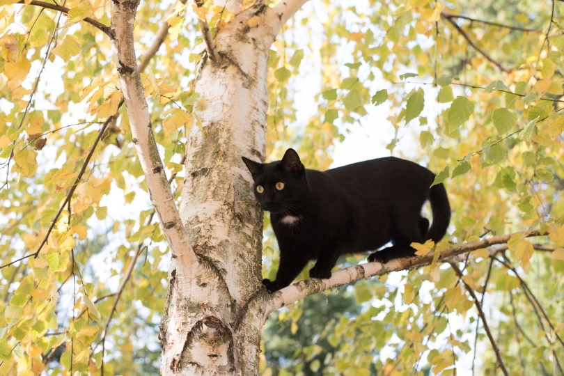 black cat climbing tree