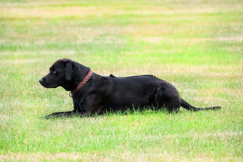 black dog wearing dog collar outdoors