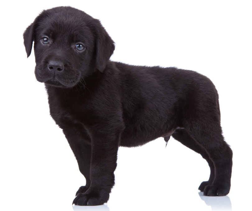 cachorro labrador negro en fondo blanco