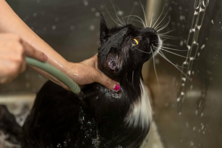 काली फारसी बिल्ली स्नान कर रही है
