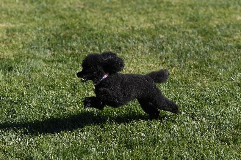 black toy poodle running