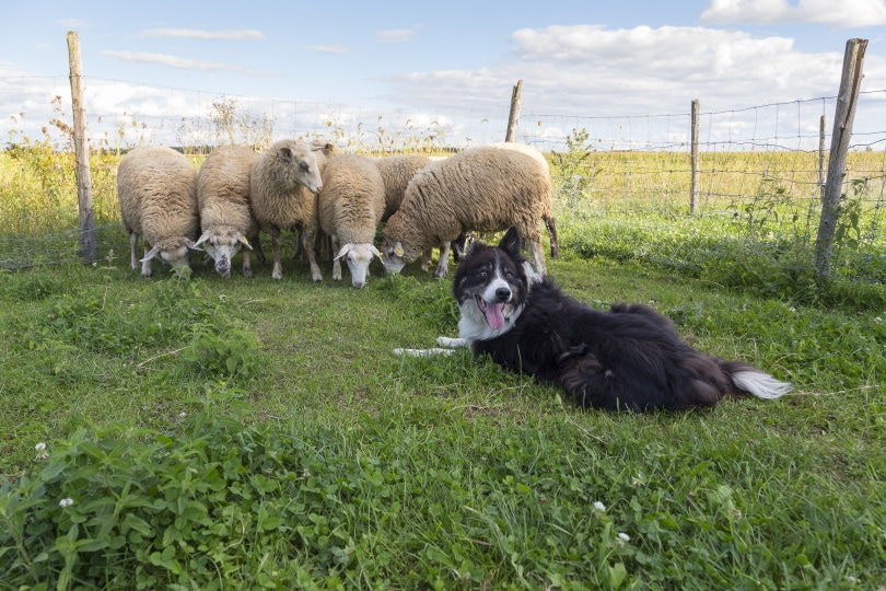 border collie together with sheep