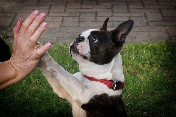 boston terrier dog playing with owner