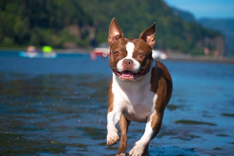 boston terrier dog running on water