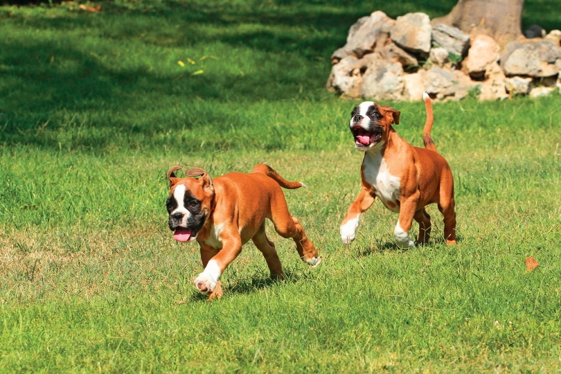 boxer puppies walking on grass