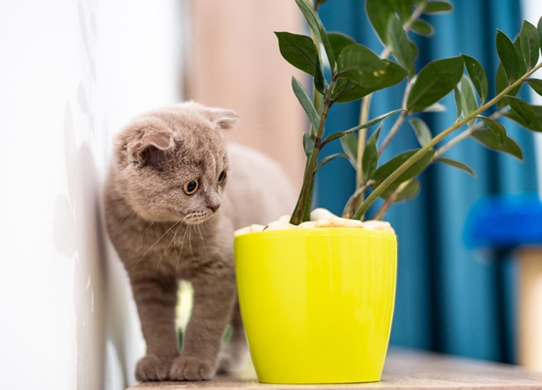 british kitten standin near a pot of green plant