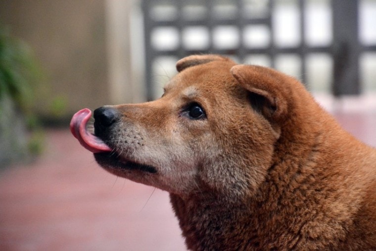 brown dog licking air
