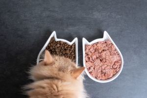 A cat eating dry and wet cat food