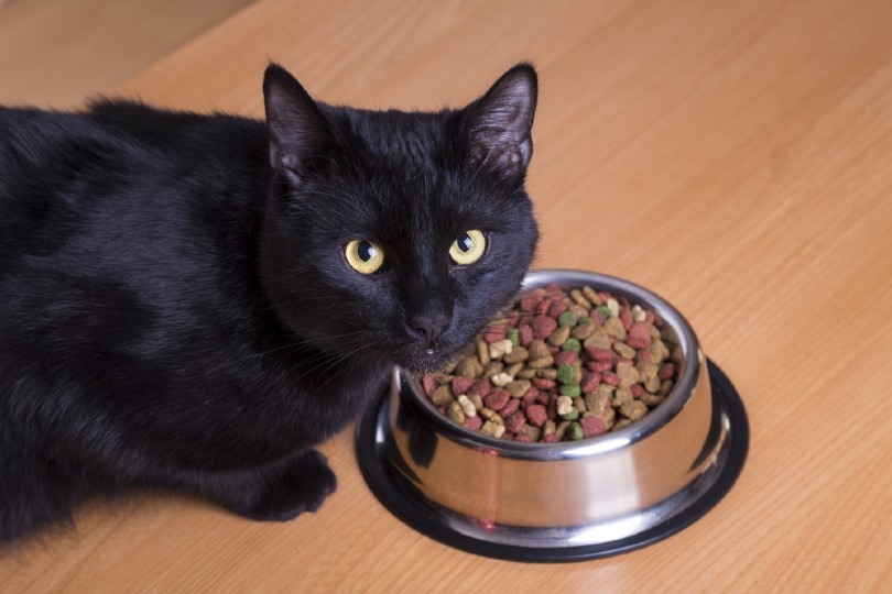 How to add fiber to cats diet