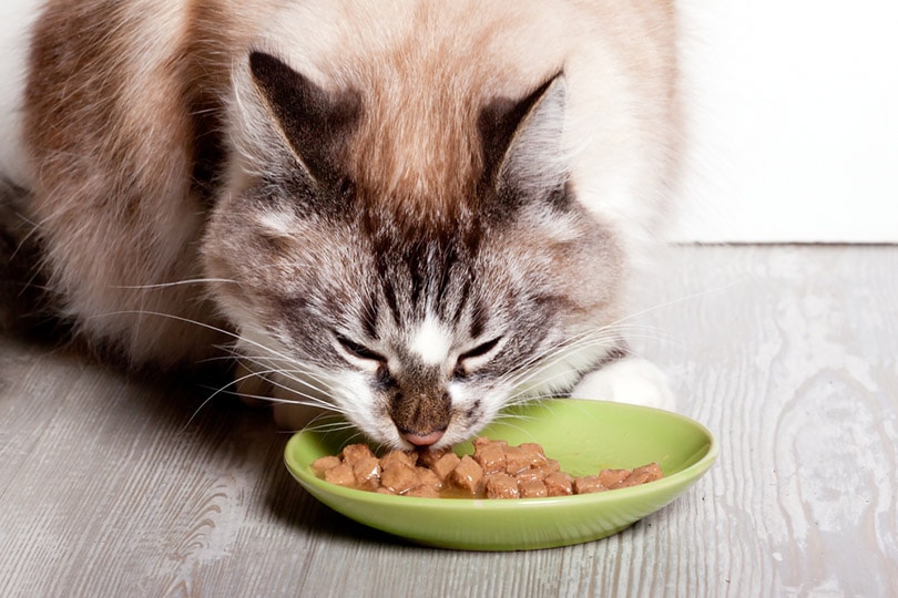 बिल्ली गीले बिल्ली के भोजन के साथ थाली से खाती है