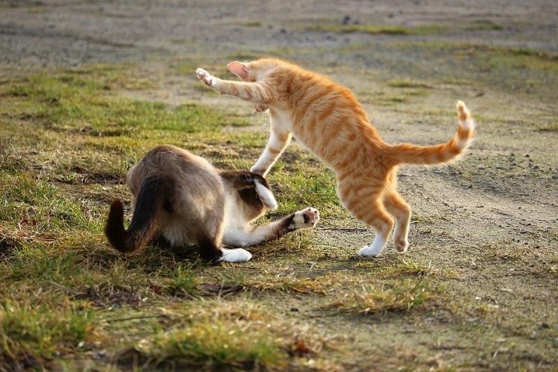 बिल्ली लड़ाई