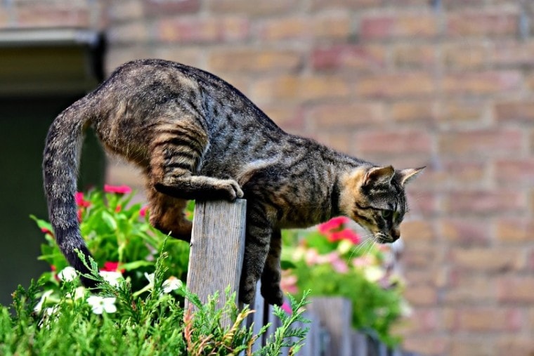cat jumping over garden fence