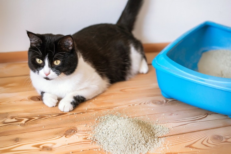 How to Retrain Your Cat to Use the Litterbox (9 Easy Steps)