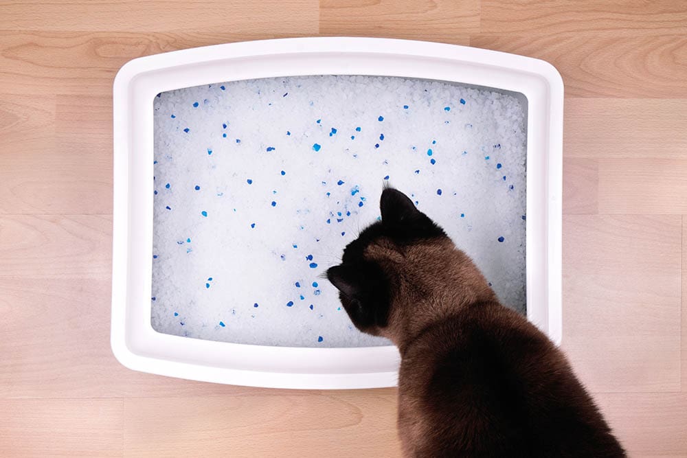cat looking at the crystal litter