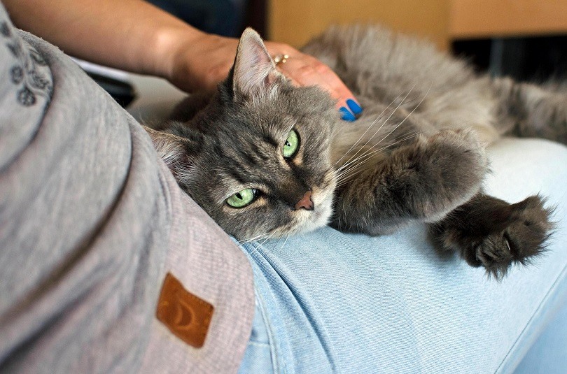 cat lying on woman's lap