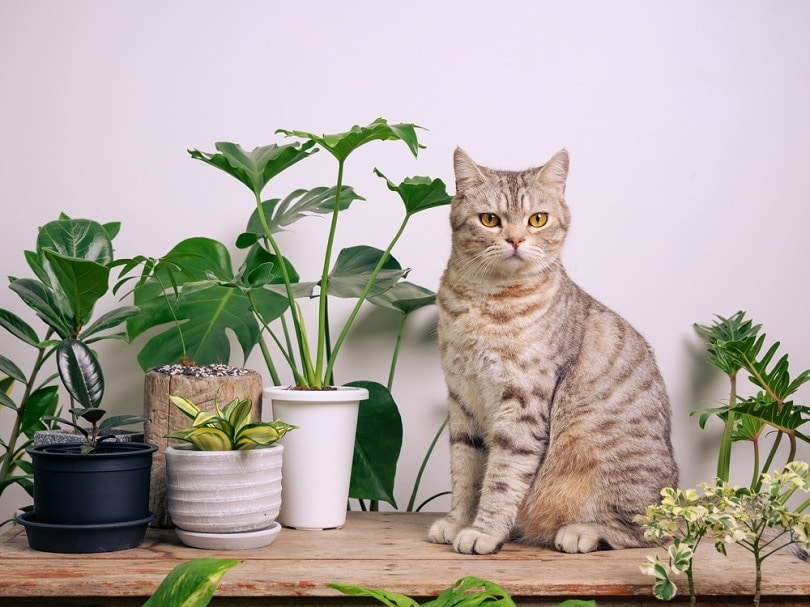 घर के पौधों के साथ लकड़ी की मेज पर बिल्ली