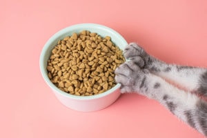cat paws and cat food in a bowl