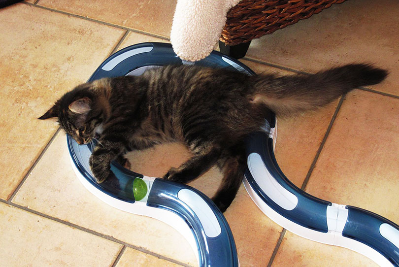 cat playing an interactive toy