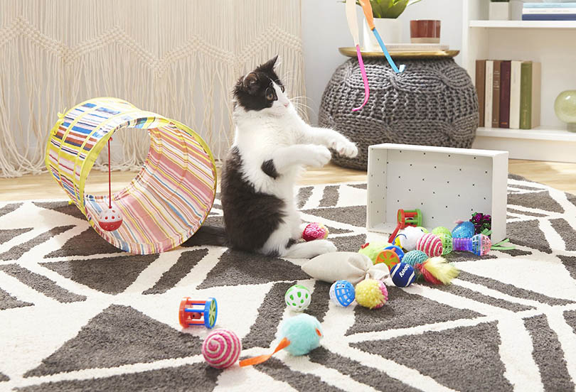 cat playing cat toys