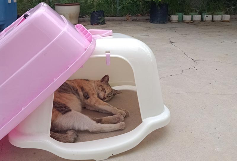 cat sleeping inside a litter box